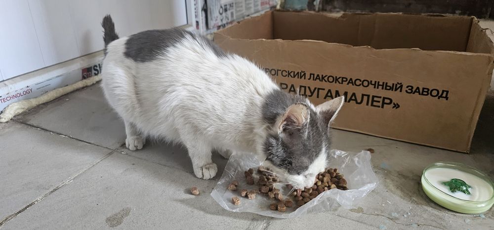 Кошка, которой нужен дом