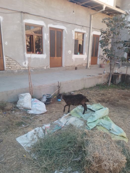 Moda semiz Barra sotiladi