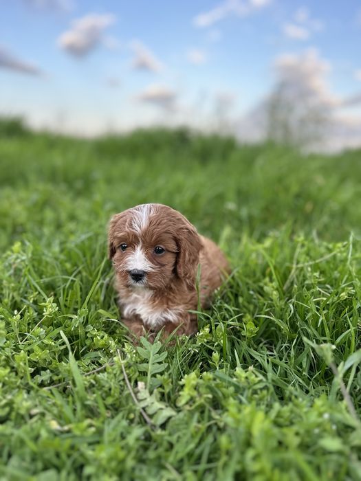 Кавапу / Cavapoo