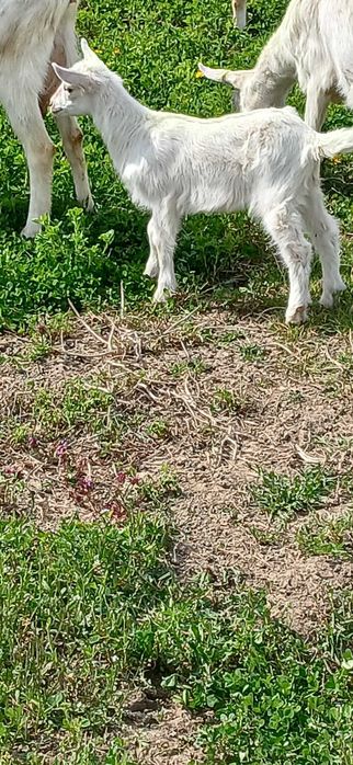 Vând trei ieduțe sannen tinere