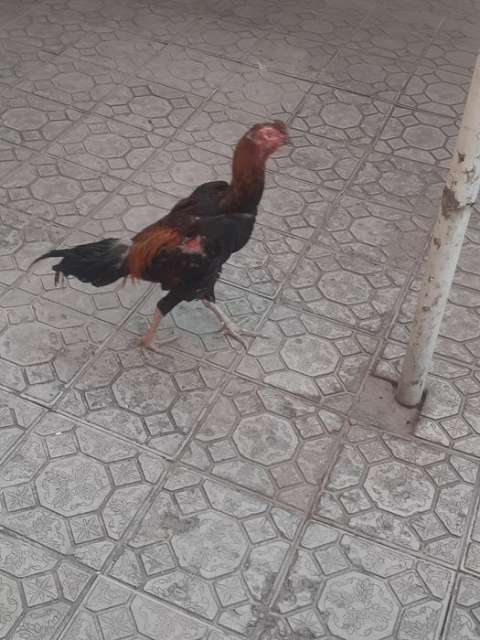 Xoroz sotiladi srochno
