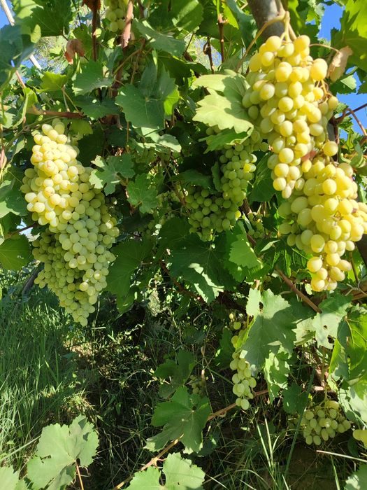 4 ханалы баняасы бар Жай сатылады  бахасы 270мл келсимли