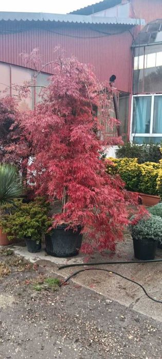 Arbori Ornamentali Premium – Gama Variata pe Stoc