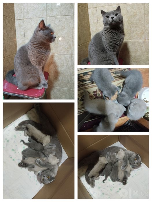 Котята породистые