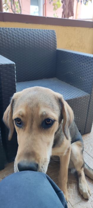 Donez Cățelușa pentru curte