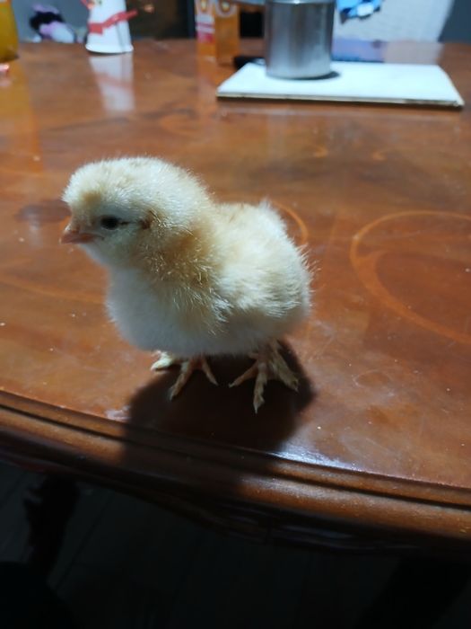 Vand pui de găină 12 la număr