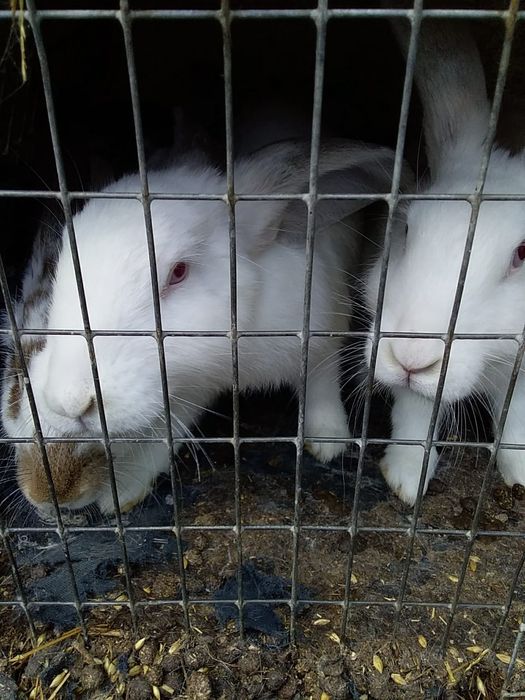 Продам кроликов!