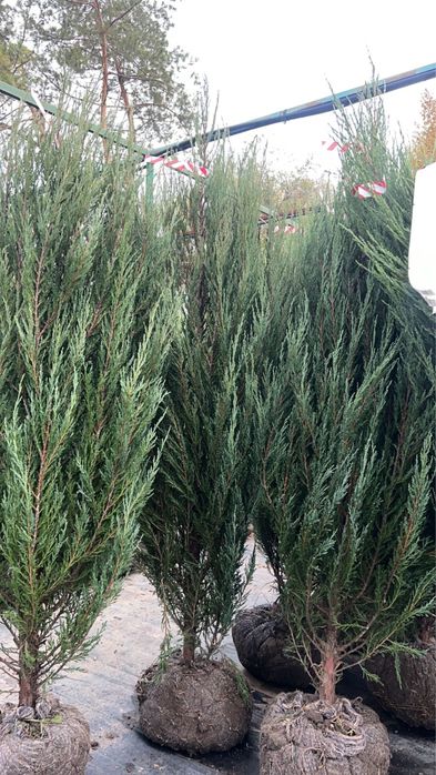 Ели,сосна,туя,моживельники