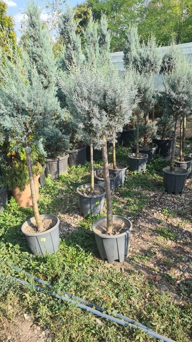 Diferite specii de plante laghiveci sau direct din pamant