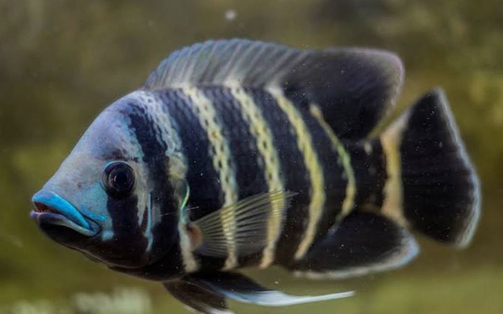 Рыба Тиляпия Зебровая, Блейк Видов