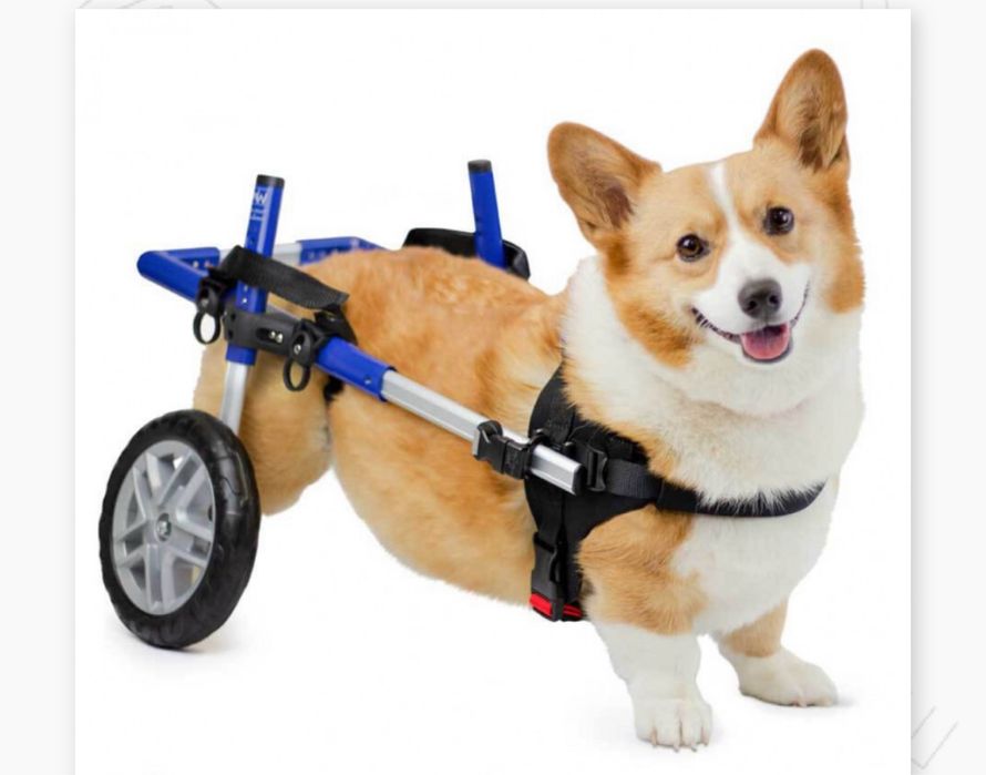 Dog sitter pentru câini cu dizabilități