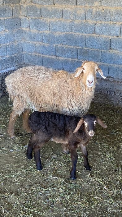 Козылы кой сатылады