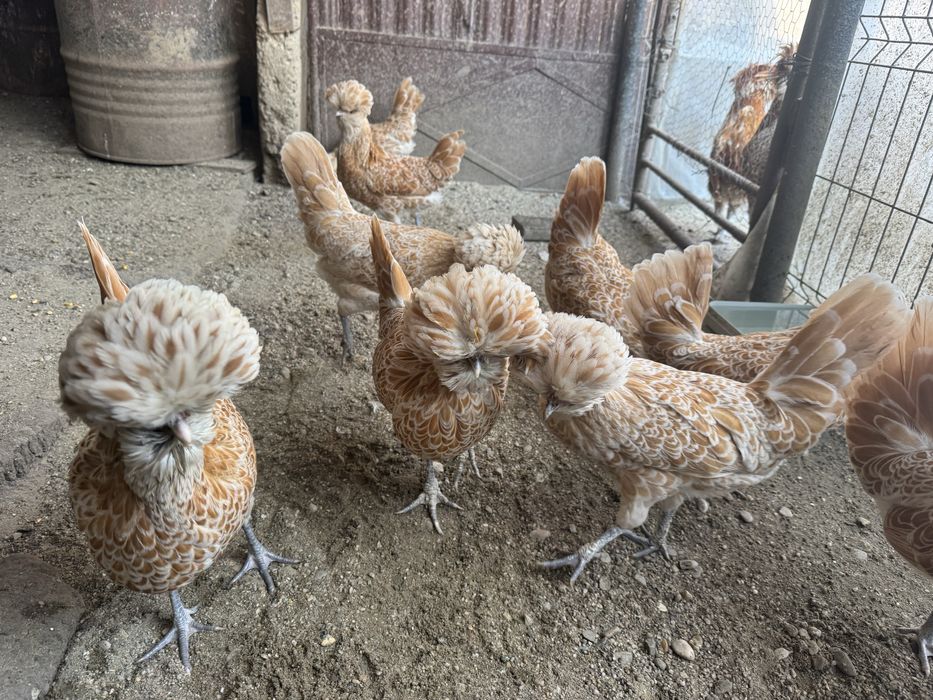 Ouă  pentru incubat paduana chamoise.