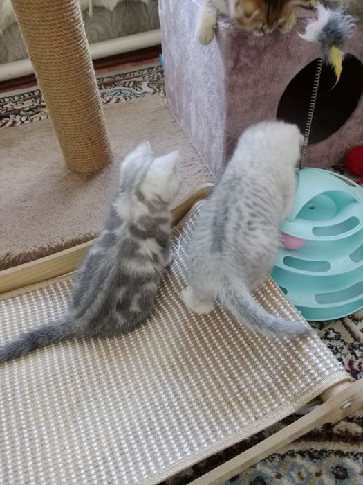 Британские  котята.