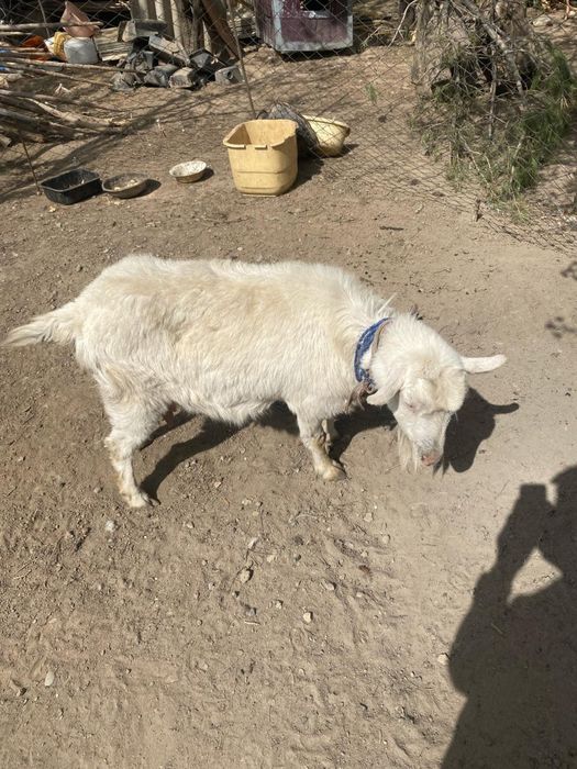 Ешкы сатылады (продается ) лактарымен