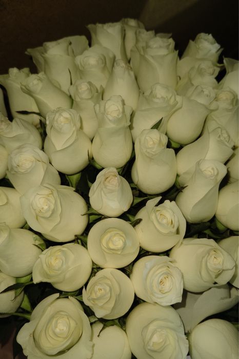 белые розы по 15к
