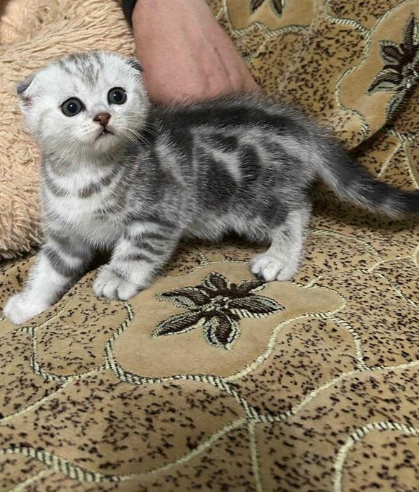 котята шотландские