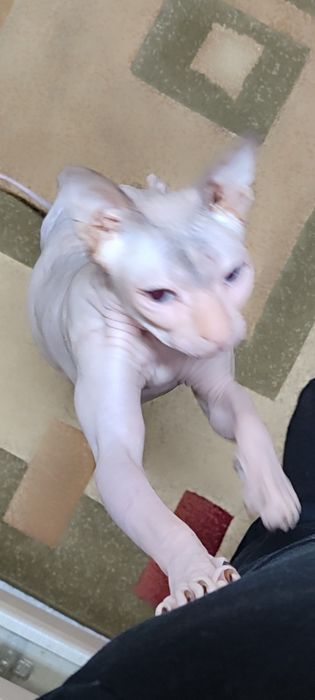 Сфинкс, годовалая девочка, лысик