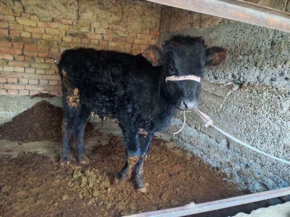 Сатылады тез арада