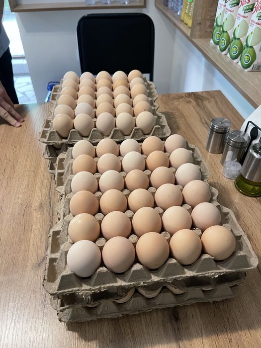 (Яйцо фабричная свежая) Tuxum