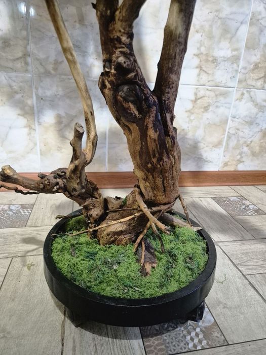 Бонсай ручная работа