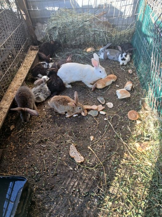 Iepuri de vinzare de la 100 de lei buc,pretul difera in functie de rasa si virsta