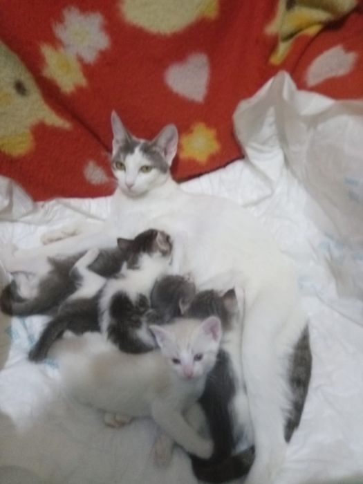 котята бесплатно
