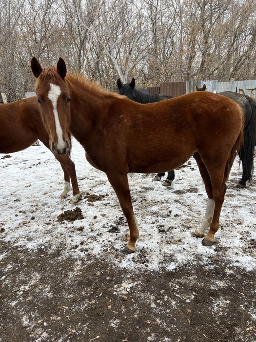 Тай сатылады чистокровный, продается