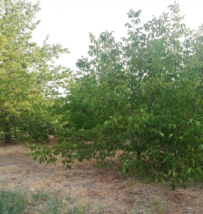 Продава се Земеделски имот в с. Калипетрово, Област Силистра -  кв.м за 5100 €/дка - Снимка #9