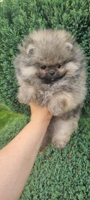 Померан мини мини
