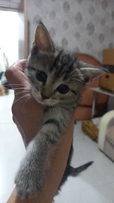 Отдам в добрые руки  три девочки 2 мальчика