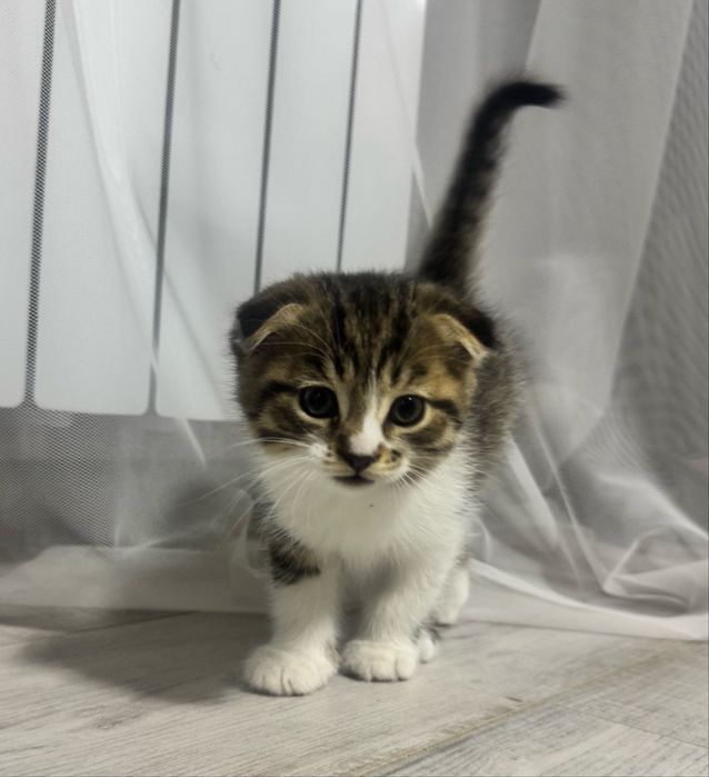 Вислоухий котенок девочка