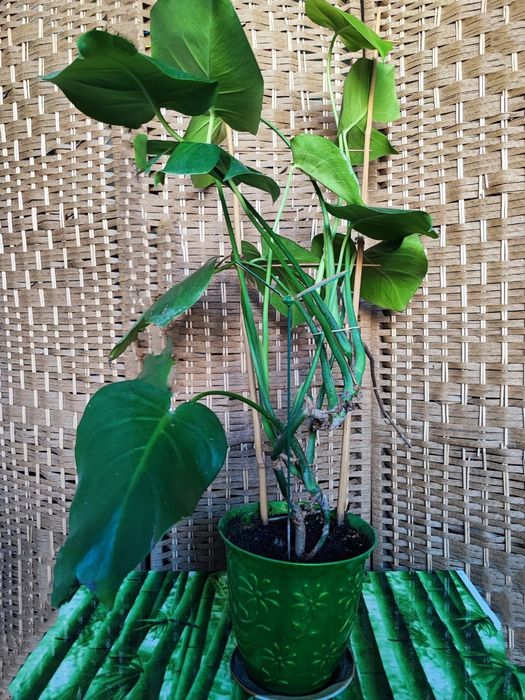 Высокая Монстера