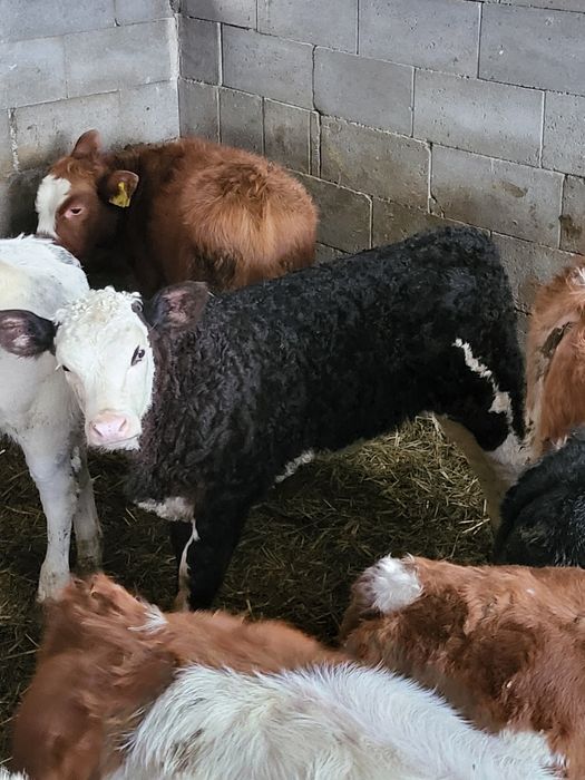 Vitea de carne de vânzare