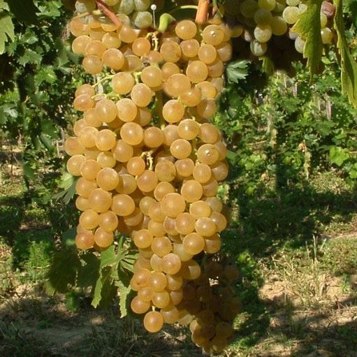 Butasi vita de vie 1-2-3