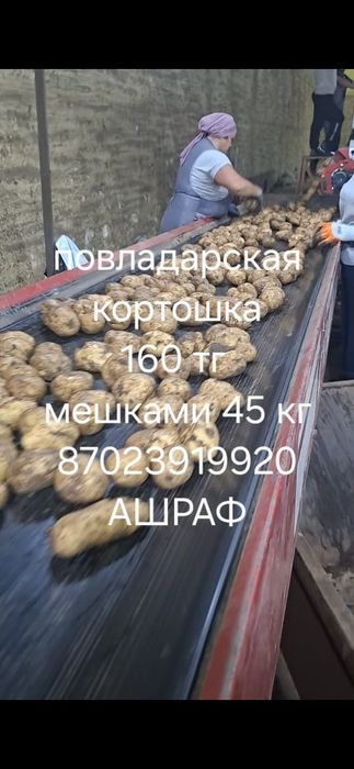 Продам Повладарскую картошку.160кг цена