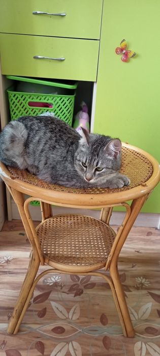 Стерилизованая милашка Китти