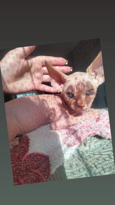 Канадский сфинкс  котята