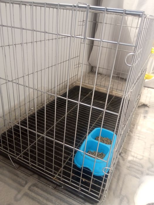 Zotli dekorativ Quyon sotiladi