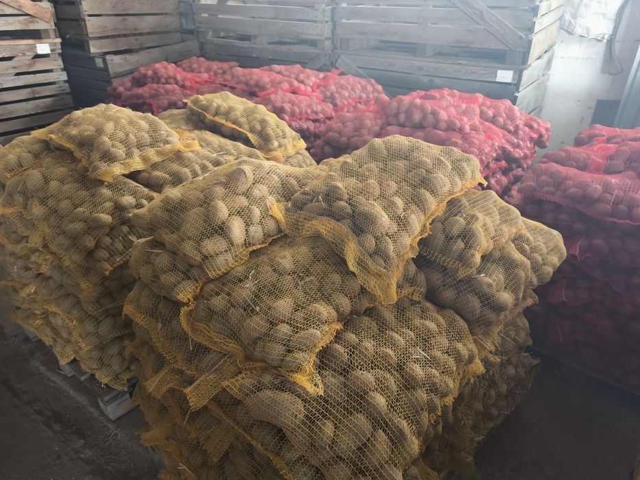 Cartofi samanta substas / pentru animale