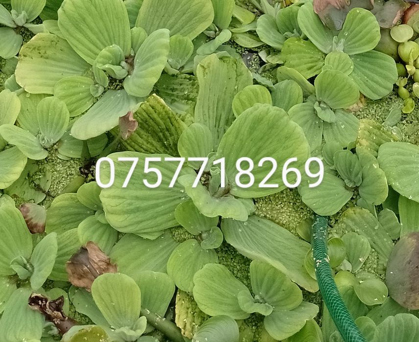 Salata de apa . Zambile de apa amazoniene, plante de apa pl