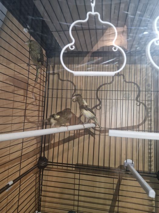 Канарейки молодые