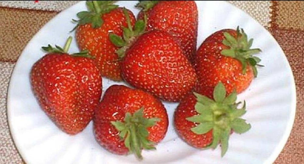 Саженцы клубники