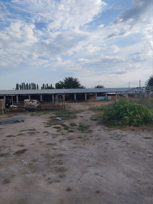 Янгийўл тумани Калган ҳудудида жойлашган 80 сотих ер сотилади