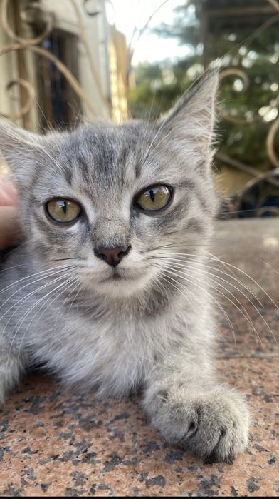 Котенок ищет хозяйна