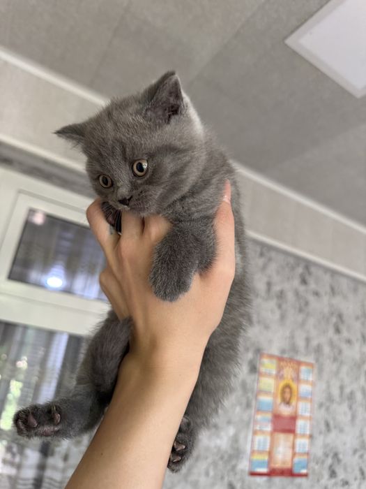 Чистокровные шотландские котята