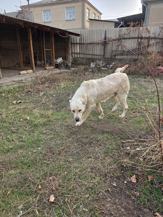 Продаются взрослые собаки