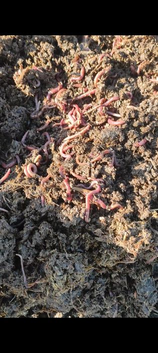 Kaliforniya qizil yomĝir chuvalchangi 300 ming