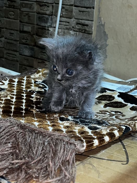 Отдадим котят в добрые руки