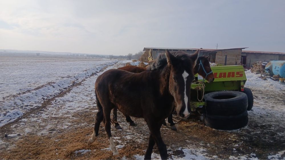 Продам лошадь